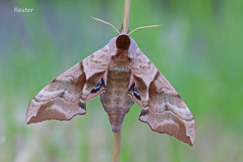 Abendpfauenauge _Smerinthus ocellata_.jpg